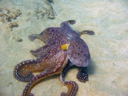 The Vanity of the Octopus. Showing off in the sand, this ... by Todd Meadows 